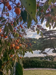 Diospyros kaki