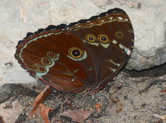 Morpho achilles