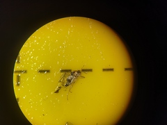 Elaphropeza ephippiata