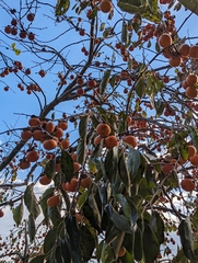 Diospyros kaki