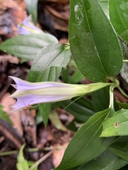 Tripterospermum lanceolatum