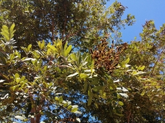 Lonchocarpus rugosus