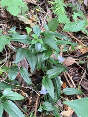 Tripterospermum lanceolatum