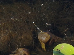 Austrocnemis splendida