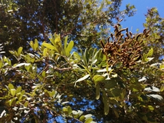 Lonchocarpus rugosus