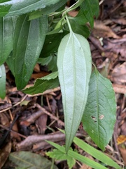 Tripterospermum lanceolatum