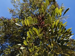 Lonchocarpus rugosus