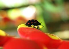 Pachycoris torridus