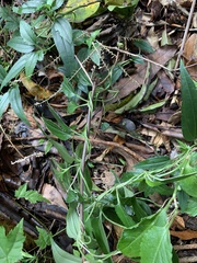 Tripterospermum lanceolatum