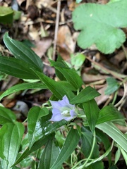 Tripterospermum lanceolatum