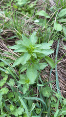 Mercurialis annua