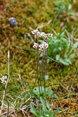 Micranthes nivalis