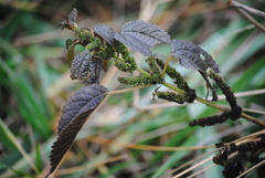 Boehmeria cylindrica