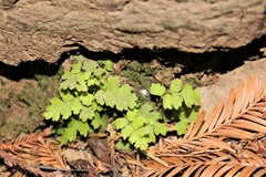 Cystopteris fragilis
