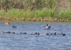 Heteronetta atricapilla