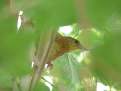 Phacellodomus striaticollis