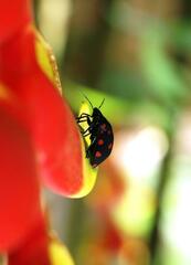Pachycoris torridus