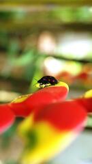 Pachycoris torridus