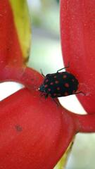 Pachycoris torridus