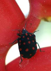 Pachycoris torridus