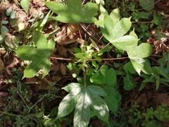 Cochlospermum vitifolium
