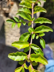 Ligustrum sinense