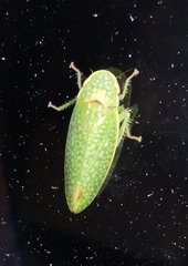 Rugosana querci