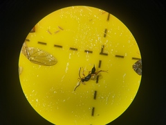 Exallonyx