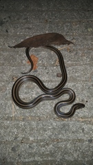 Oligodon octolineatus