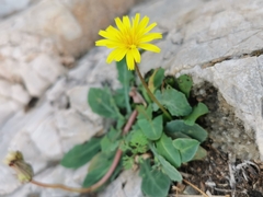 Reichardia picroides