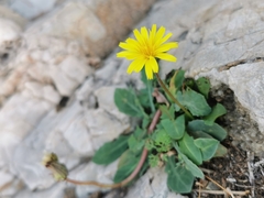 Reichardia picroides