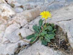 Reichardia picroides