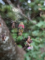 Trichonephila clavata