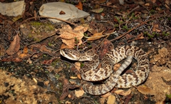 Crotalus molossus