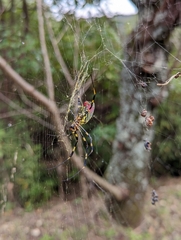 Trichonephila clavata