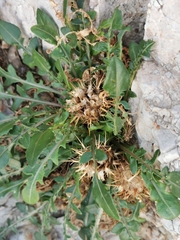 Centaurea raphanina