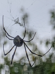 Trichonephila clavata