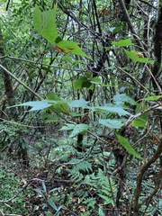 Acer morrisonense