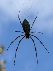 Trichonephila clavata