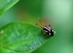 Horciasinus signoreti