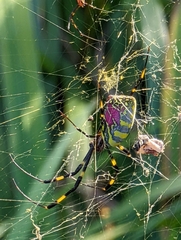Trichonephila clavata