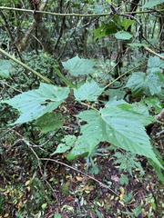 Acer morrisonense