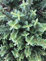Veronica rakaiensis