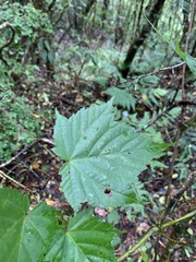 Acer morrisonense