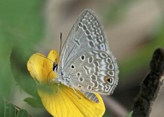 Euchrysops malathana