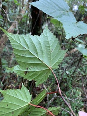 Acer morrisonense