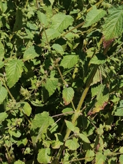 Mesosphaerum suaveolens