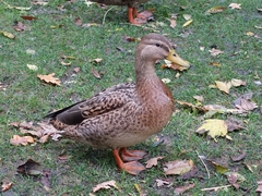 Anas platyrhynchos
