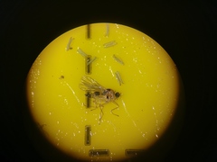 Elaphropeza ephippiata