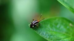 Horciasinus signoreti